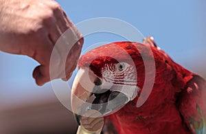 Green wing Macaw parrot bird Ara chloropterus