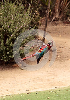 Green wing Macaw parrot bird Ara chloropterus