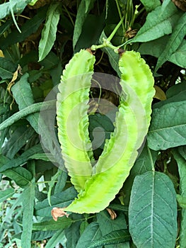 Green winged bean in nature garden