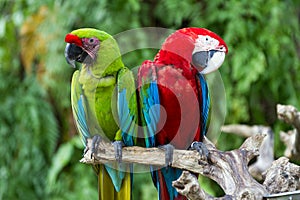 Green-Winged and Great Green macaws in the nature