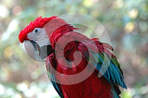 Green-winged macaw