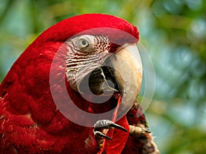 Green Winged Macaw