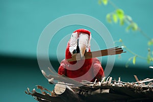 Green - Winged Macaw