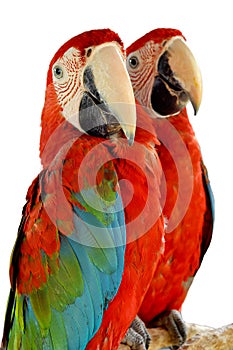 Green-winged Macaw