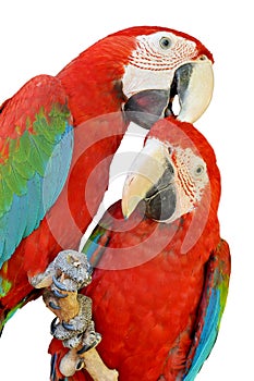 Green-winged Macaw