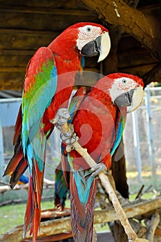 Green-winged Macaw