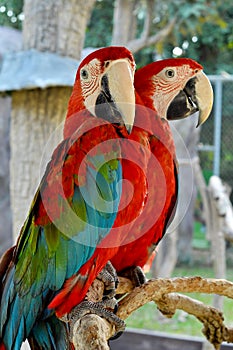 Green-winged Macaw