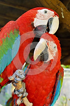 Green-winged Macaw