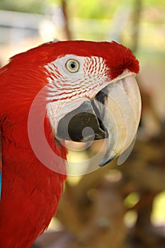 Green-winged Macaw