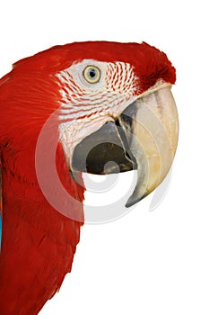 Green-winged Macaw