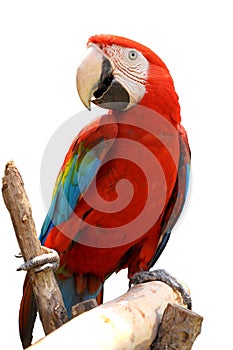 Green-winged Macaw