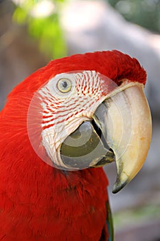 Green-winged Macaw