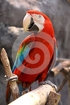 Green-winged Macaw