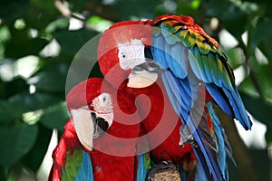 Green - Winged Macaw