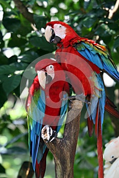 Green - Winged Macaw