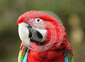 Green-Winged Macaw photo