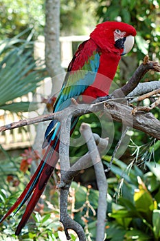 Green Winged Macaw