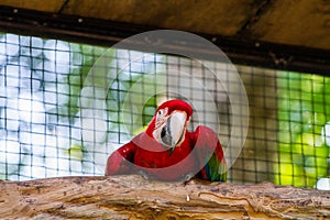 The green-winged macaw