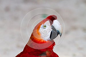 The green-winged macaw