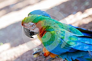 Green-winged macaw