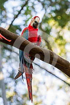 Green-winged macaw