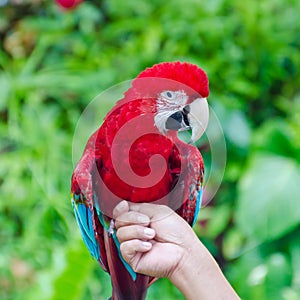 Green-Winged Macaw, Ara chloroptera