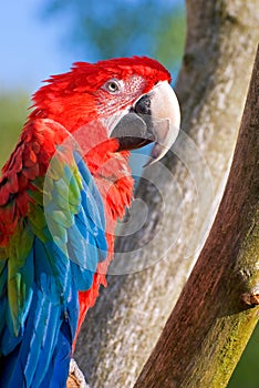 The green-winged macaw (Ara chloroptera)