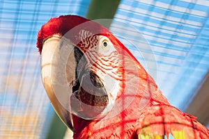 Green-winged macaw or Ara chloroptera close up