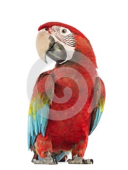 Green-winged Macaw, Ara chloropterus, 1 year old