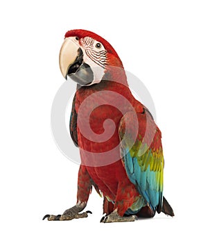 Green-winged Macaw, Ara chloropterus, 1 year old