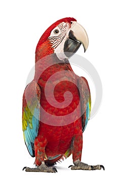 Green-winged Macaw, Ara chloropterus, 1 year old