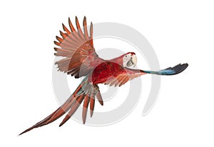 Green-winged Macaw, Ara chloropterus, 1 year old, flying photo