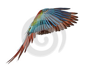 Green-winged Macaw, Ara chloropterus, 1 year old, flying photo