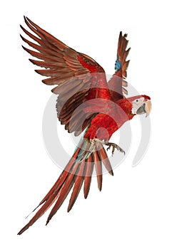 Green-winged Macaw, Ara chloropterus, 1 year old, flying