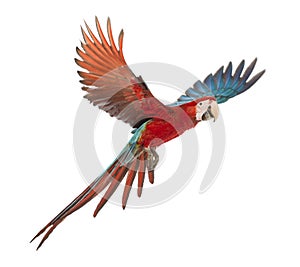 Green-winged Macaw, Ara chloropterus, 1 year old, flying in front of white background