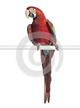 Green-winged Macaw, Ara chloropterus, 1 year old, perched