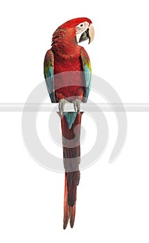 Green-winged Macaw, Ara chloropterus, 1 year old, perched