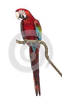 Green-winged Macaw, Ara chloropterus, 1 year old, perched on branch