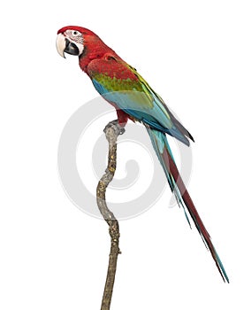 Green-winged Macaw, Ara chloropterus, 1 year old, perched on branch