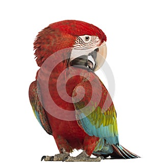 Green-winged Macaw, Ara chloropterus, 1 year old, scratching itself