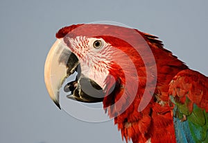 Green-winged Macaw Ara chloropterus