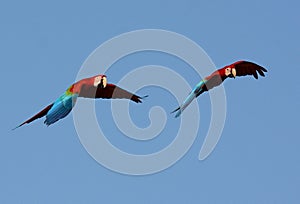 Green-winged Macaw Ara chloropterus