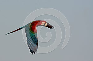 Green-winged Macaw Ara chloropterus