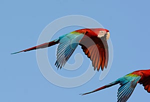 Green-winged Macaw Ara chloropterus