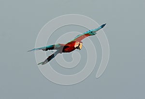 Green-winged Macaw Ara chloropterus