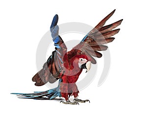 Green-winged Macaw, Ara chloropterus