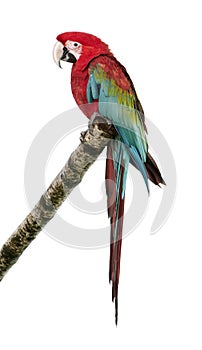 Green-winged Macaw - Ara chloropterus (18 months)