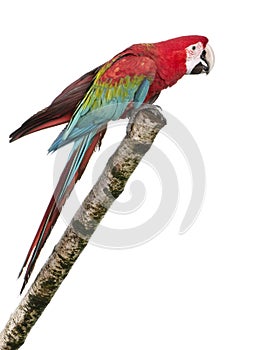 Green-winged Macaw - Ara chloropterus (18 months)