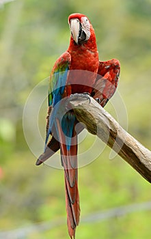 Green-winged Macaw (Ara chloropterus)