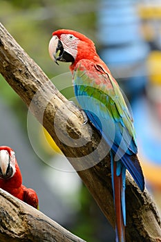 Green-winged Macaw (Ara chloropterus)